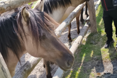 konik-polski-1-scaled