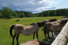 konik-polski-3-scaled